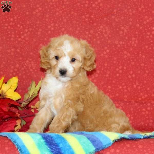 Cashew, Cavapoo Puppy